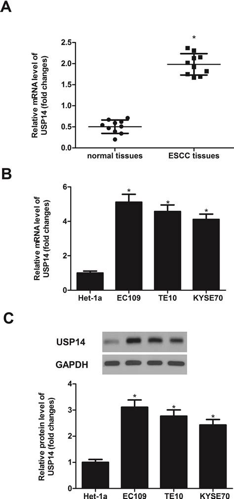 USP14 Is Highly Expressed In ESCC Tissues And Cell Lines A The MRNA