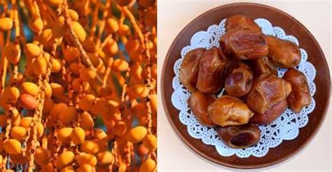 Types Of Dates Delicious Varieties Of Date Fruit From Around The World