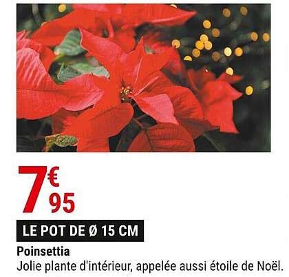 Promo Poinsettia Chez Gamm Vert ICatalogue Fr