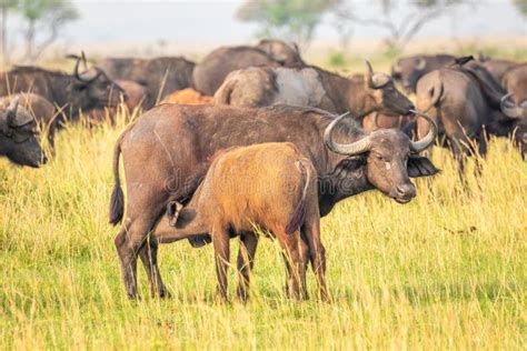 A Female African Buffalo Or Cape Buffalo Syncerus Caffer Nursing