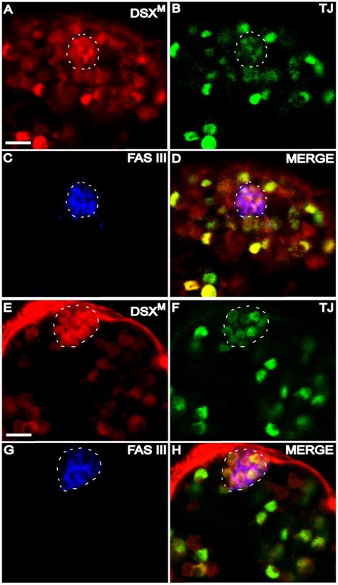 Dsxm In Hub Cells A D Larval Rd Instar Testis Immunofluorescence