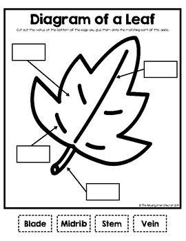 Parts Of A Leaf Worksheet