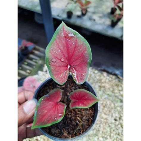 Jual Keladi Hias Pink Beauty Tanaman Hias Caladium Keladi Anakan