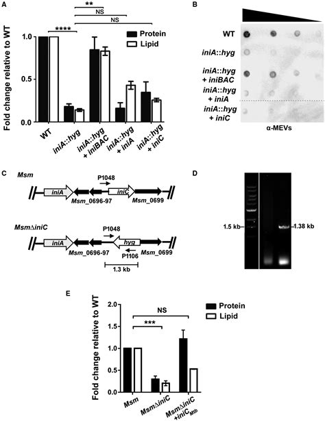 Dynaminlike Proteins Mediate Extracellular Vesicle Secretion In