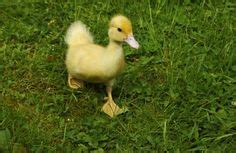 карпы кои - Поиск в Google | ANIMALs | Pinterest | Gardens, Gold crown ...