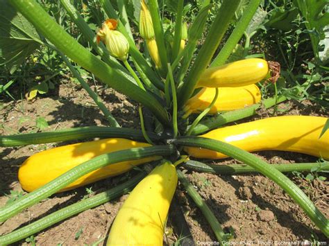 Make My Zucchini Yellow Laidback Gardener