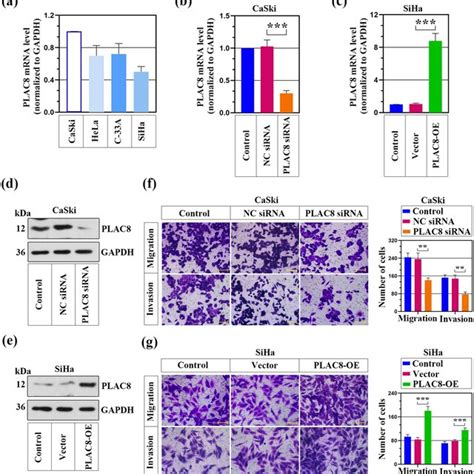 Effect Of PLAC8 On The Migration And Invasion Of CC Cells A The MRNA