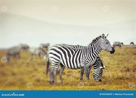 Zebra Portrait On African Savanna Safari In Serengeti Tanzania Stock