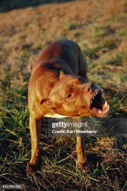 Snarling Pitbull Photos and Premium High Res Pictures - Getty Images