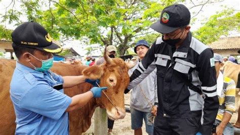 Satu Sapi Di Kudus Mati Kena Pmk Kontrol Kesehatan Hewan Ternak