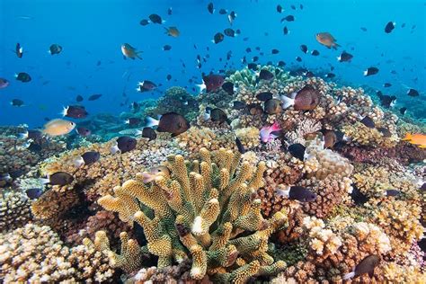 Coral Reef Connectivity Promotes Biodiversity And Fisheries