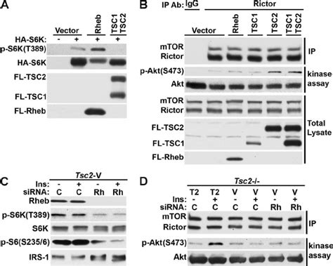 Increased TSC1 TSC2 Expression Activates MTORC2 Kinase Activity While