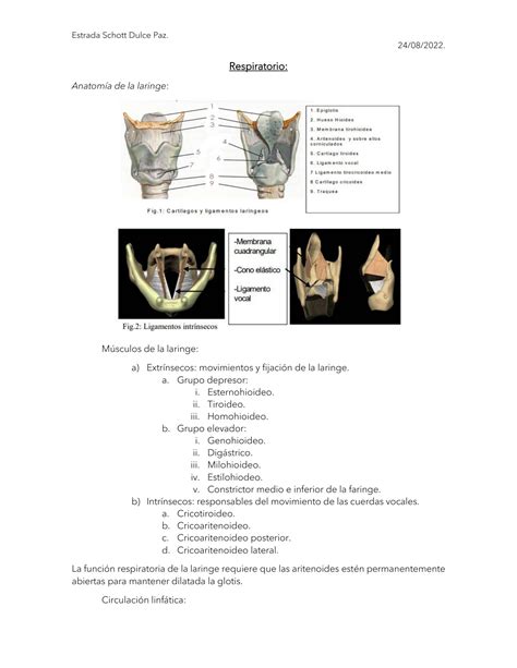 Solution Anatom A Patol Gica Respiratorio Studypool