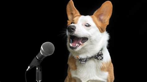 TikTok of Dog Hitting High Note in Taylor Swift Song Goes Viral