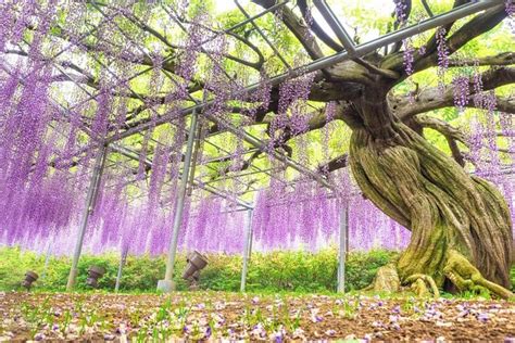 Ashikaga Flower Park Kanto Tickets And Tours 2024