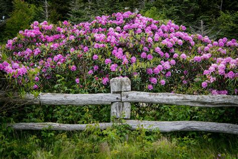 How to Grow and Care for Catawba Rhododendron Plant