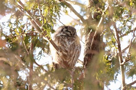 Ebird Checklist Feb Domaine De Maizerets Species