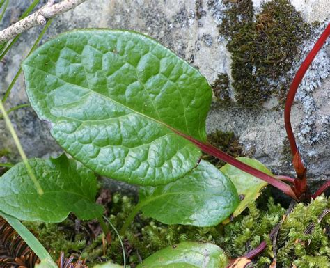 Alpine Pyrola Pyrola Asarifolia Plant Leaves Plants Leaves