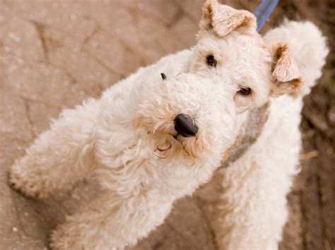 Terrier Imagenes De Razas De Perros Medianos Guia Sobre El Jack