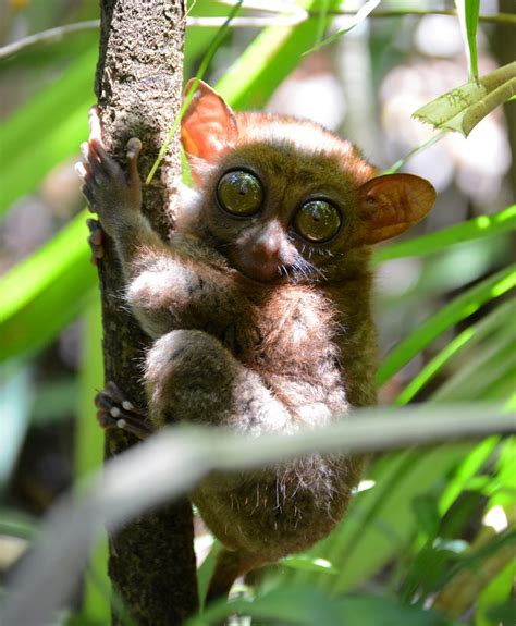 The Tarsier Sanctuary, Bohol - USTOA Blog