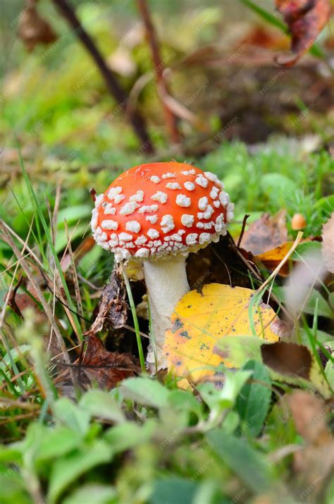 Premium Photo | Red poisonous mushroom