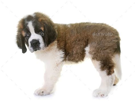 puppy saint bernard | Saint bernard, Puppies, Pet puppy