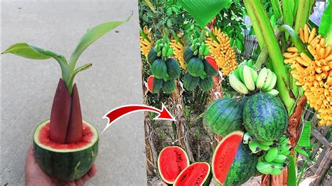 Technique Planting How To Grafting Banana Trees From Watermelon Has