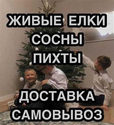 Живые Ёлки Сосны Пихта Доставка 24/7 | Festima.Ru – частные объявления