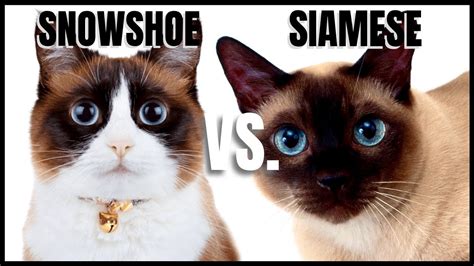 Snowshoe Cat VS. Siamese Cat – LittlePetsCare.com