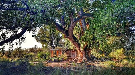 Cottonwood Tree - Learn About Nature