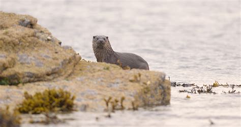 The best wildlife experiences in Orkney | Bradt Guides