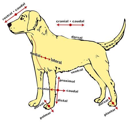 La anatomía de los perros Don Peludo