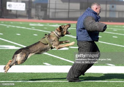 Of K9 Police Dogs Photos and Premium High Res Pictures - Getty Images