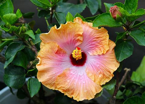 Pin On Hibiscus Rose Of Sharon