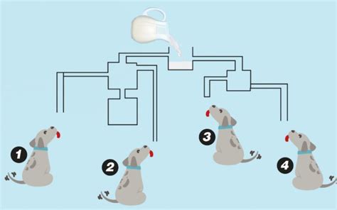 Test de QI Quel chien boira le lait en premier Vous êtes un génie