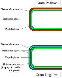 La Parete Cellulare Strutura E Funzioni Microbiologia Italia