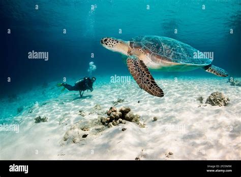 Male Scuba Diver Watching A Green Sea Turtle Chelonia Mydas Swimming