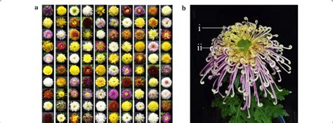 Complexity Of Chrysanthemum Recognition A Thousands Of Large Flowered