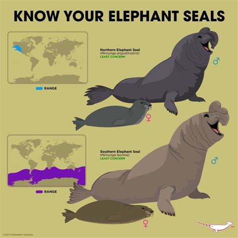 Elefantes marinos (Mirounga) | Elephant seal, Animals wild, Fun facts about animals