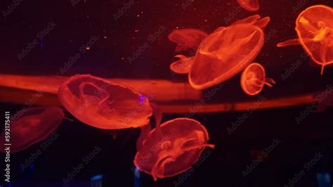 Group Of Fluorescent Jellyfish Swimming Underwater Aquarium Pool The