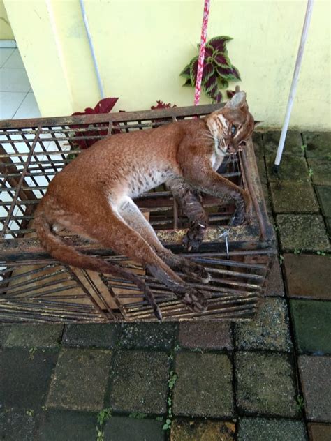 Ektoparasit Kucing Emas Mongabay Mati Jerat Sedih Babi Kena Bukittinggi