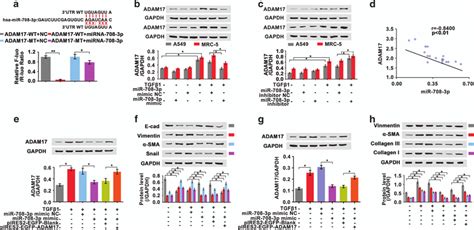 Identification Of The Mir 708 3p Targeted Gene A Sequences Of