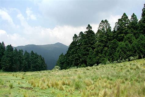 Bosques De Mexico Flora Y Fauna Vostan