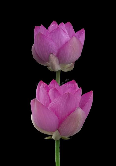 Flor De Loto Rosa Floreciente O Nelumbo Nucifera Aislado En Fondo