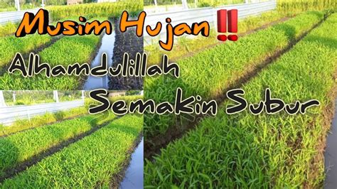 Tips Menanam Kangkung Darat Di Musim Penghujan Anti Gagal Panen