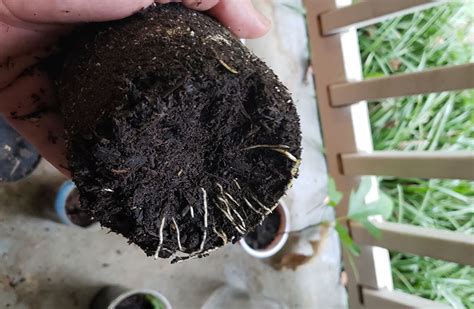 Fig Propagation: Air Layering VS Rooting Cutting - The Fig Father