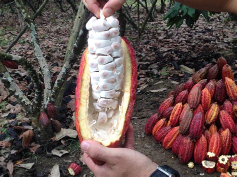 La Tonelada De Cacao Alcanza Un Precio R Cord De D Lares En La