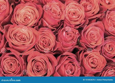 Fondo De Las Rosas Del Rosa Y Del Melocot N Rosas Rosadas Frescas Un