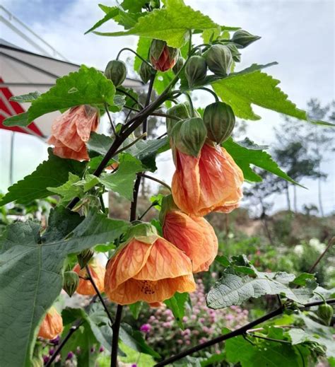 Abutilon Lucky Lantern Tangerine Pot Hello Hello Plants