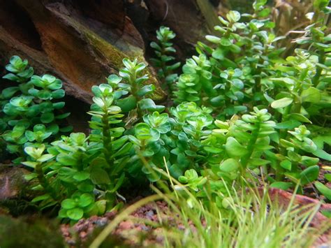 Аквариумные растения и водоросли неприхотливые к содержанию